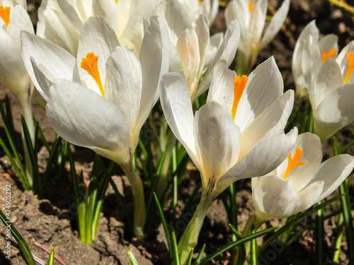 primroses are white