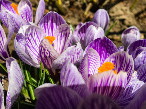 primroses
