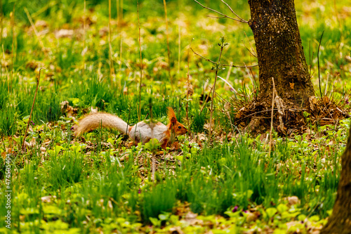 squirrel in the park