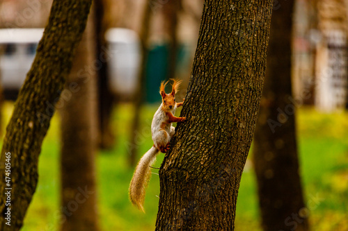squirrel on a tree