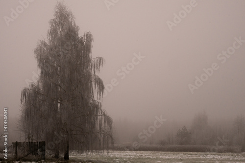 Fototapeta Naklejka Na Ścianę i Meble -  Brzoza, mróz,