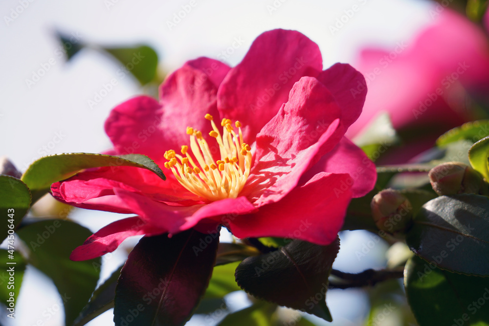 さざんかの花(アップ) さざんかの花(アップ)