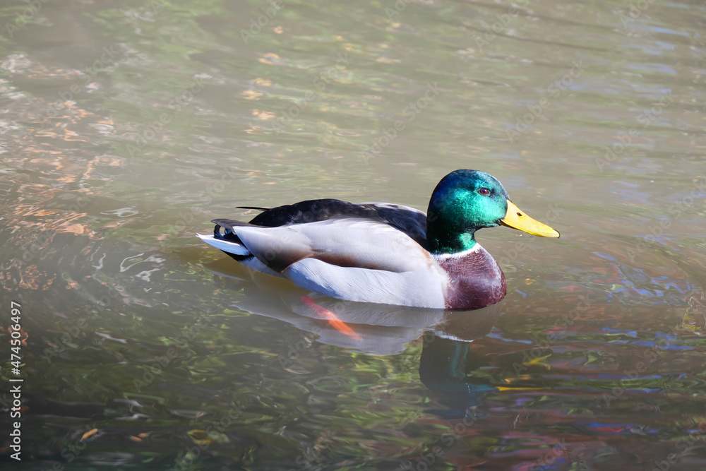 Obraz premium 日本、池でスイスイと泳ぐカモ