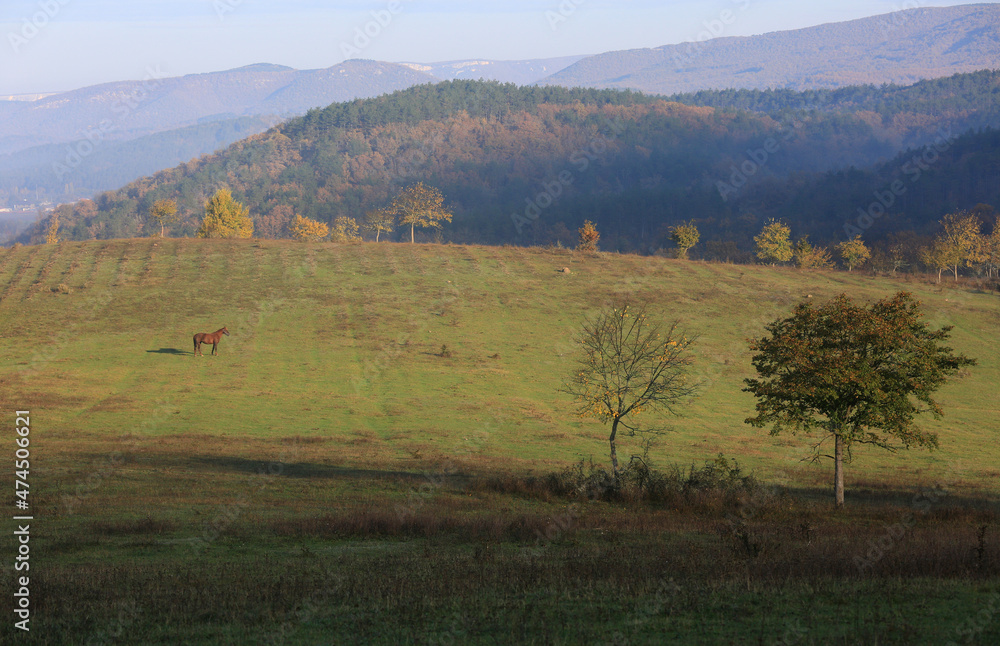 Beautiful calm landscape where the horse is on a green meadow and hills in the morning light