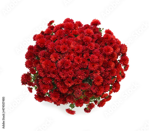 Beautiful red Chrysanthemum flowers isolated on white, top view