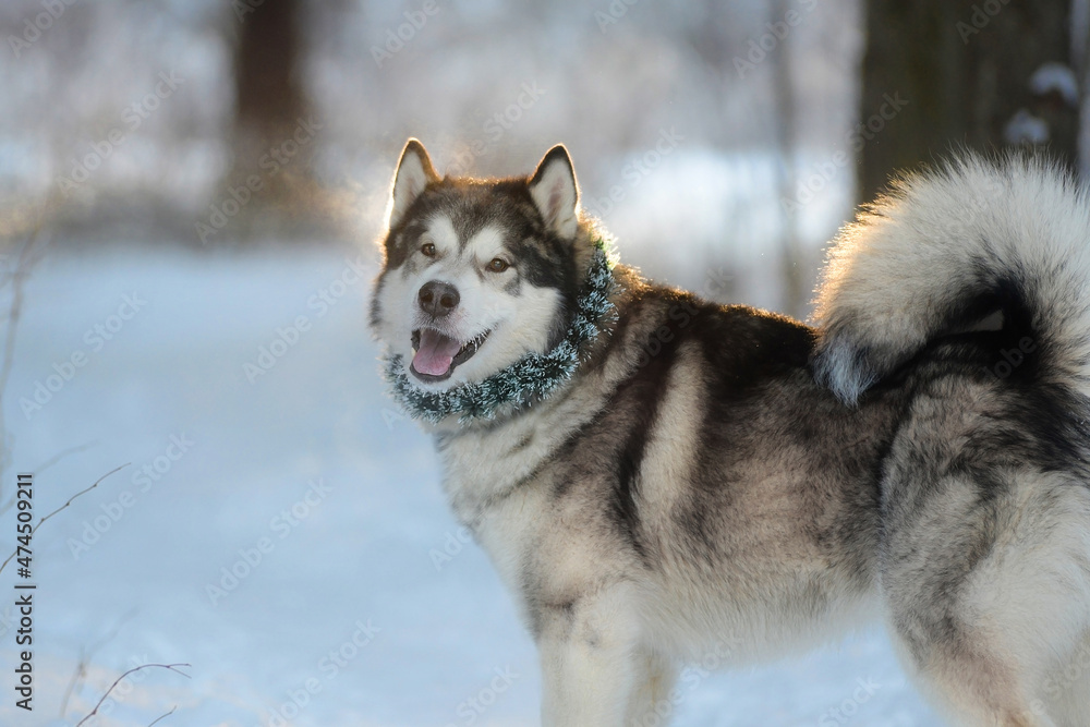 A Malamute dog with a Christmas wreath in winter A Malamute dog with a Christmas wreath in winter
