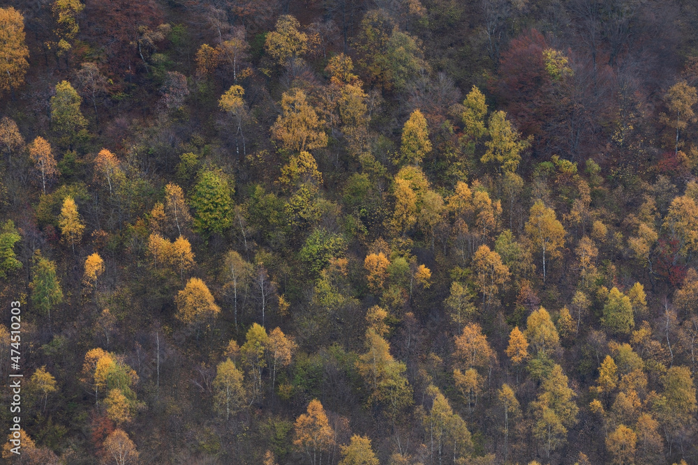 Detail Of The Wood In Autumn. Mottarone, Italy..