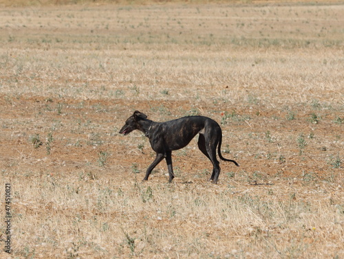 greyhound race fast dog domestic animal field hare hunting