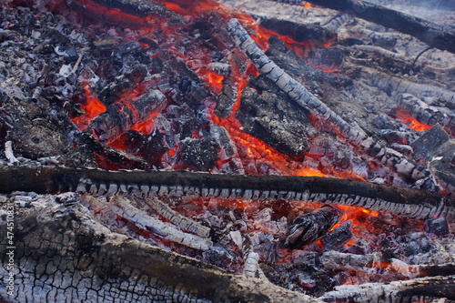 fire in the forest
