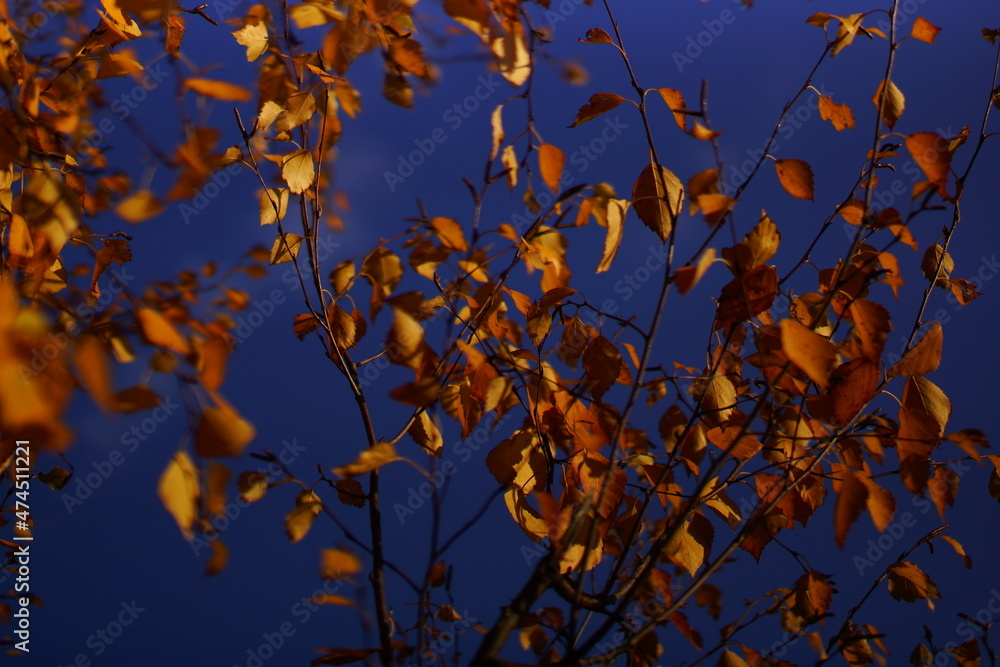 autumn leaves against blue sky autumn leaves against blue sky