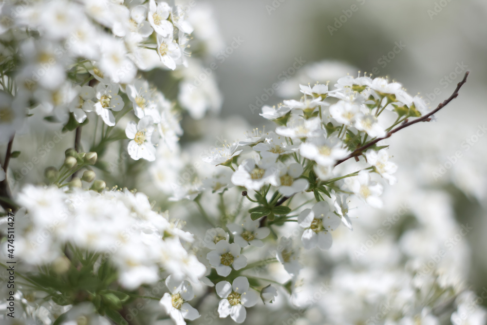 De-focused close-up white apricot flowers on the tree for background. Branches of blooming tree with soft focus on a gentle green background De-focused close-up white apricot flowers on the tree for background. Branches of blooming tree with soft focus on a gentle green background