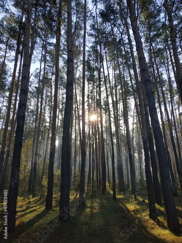 Beautiful morning in the forest with sunrays