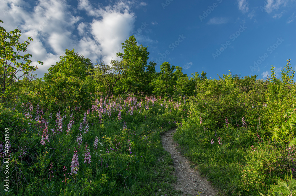 The called Velka Klajdovka is part of the southern slope of Hady hill from Brno with blooming Dictamnus albus plant