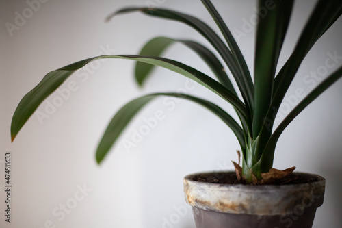 Indoor plant