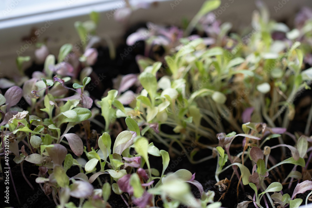 Salad sprouting Salad sprouting
