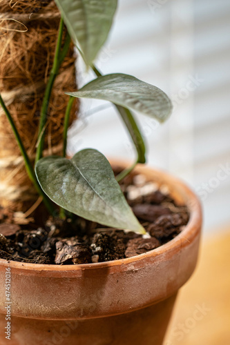 Cebu Blue Pothos