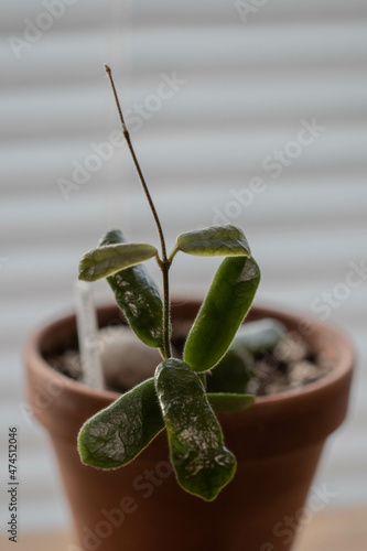 Hoya Rotundiflora top growth