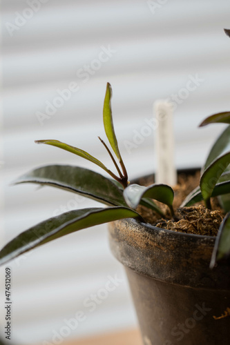 Hoya Wayetii top growth