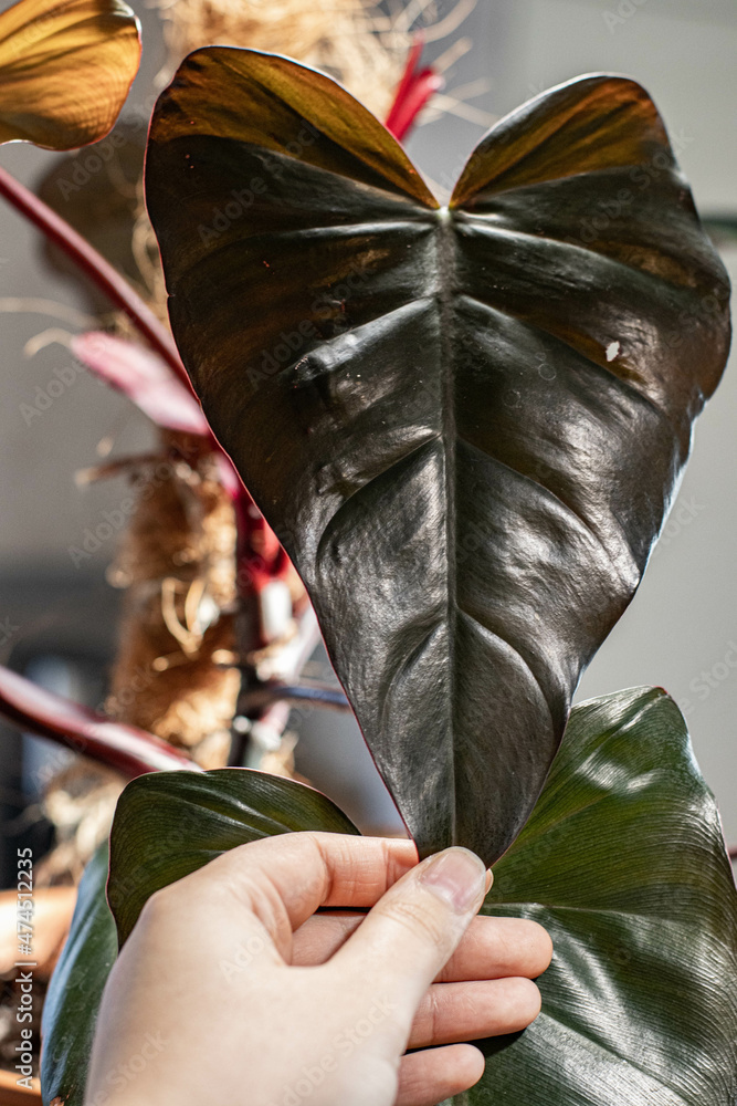 Philodendron Dark Lord Stock Photo Adobe Stock