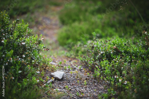 Forest path