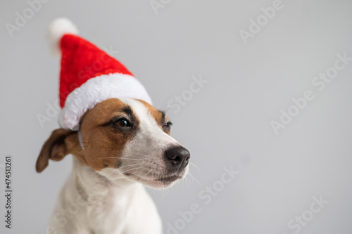 Portrait of a dog jack russell terrier in a santa claus hat on a white background. Christmas greeting card © Михаил Решетников