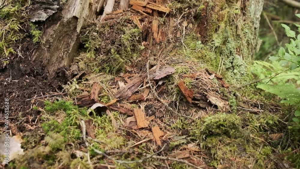 4K slow motion movement over rotted tree stump with moss 4K slow motion movement over rotted tree stump with moss