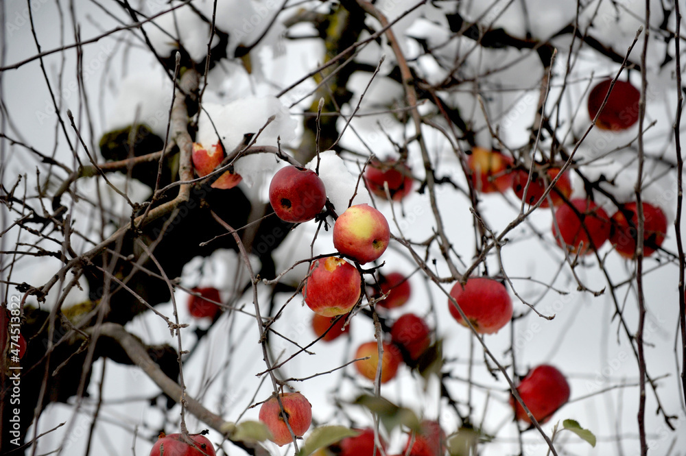 Winter apples hanging on a trees with snow in an orchard Winter apples hanging on a trees with snow in an orchard