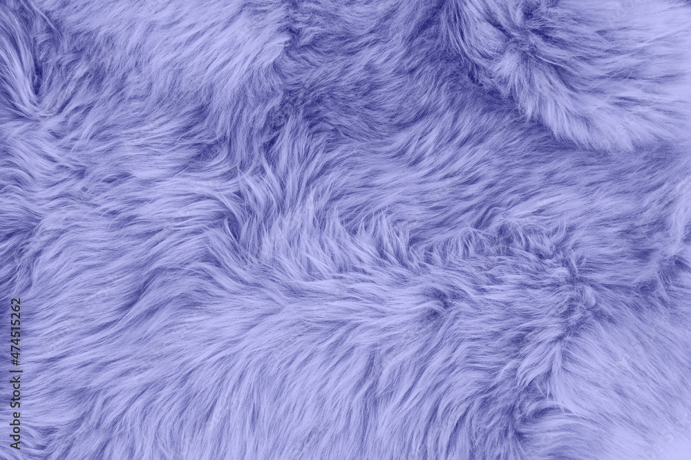 Very peri color sheep fur sheepskin rug background Wool texture - obrazy, fototapety, plakaty 