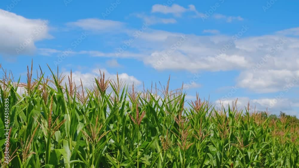 Green corn with flowers in agricultural plantation, the wind blows in blue sky with cloud in the day, maize cereal plant, animal feed agricultural industry Green corn with flowers in agricultural plantation, the wind blows in blue sky with cloud in the day, maize cereal plant, animal feed agricultural industry