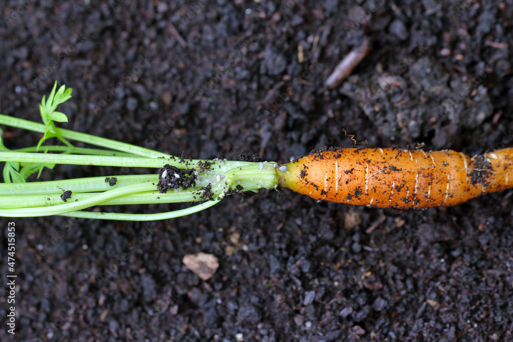 Root aphids are soil-borne pests of various plants, such as vegetables ...