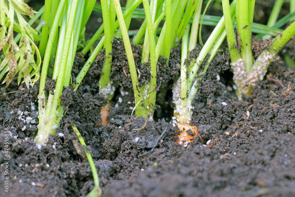 Root aphids are soilborne pests of various plants, such as vegetables