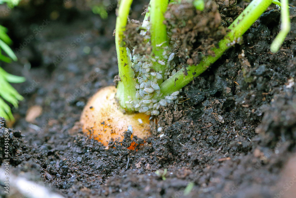 Root aphids are soilborne pests of various plants, such as vegetables