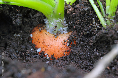 Root aphids are soil-borne pests of various plants, such as vegetables, are feeding on roots in the soil. Aphids, wingless forms on carrot root.