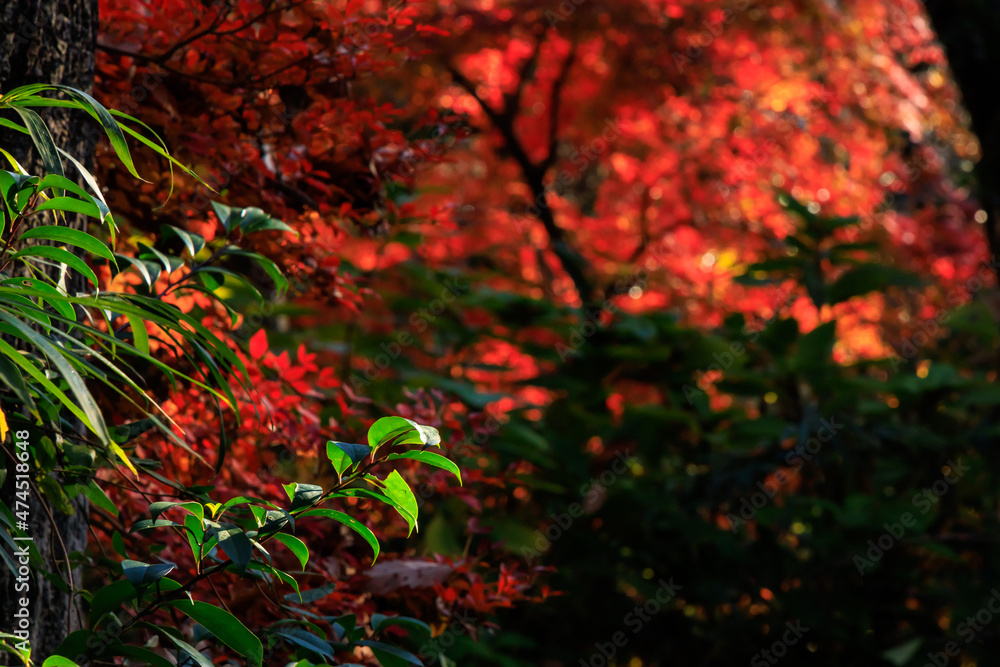 秋の真っ赤な紅葉の中の緑の葉