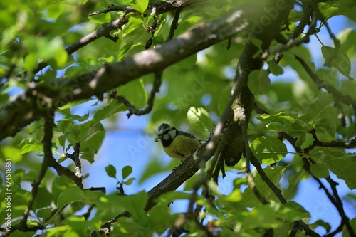 The blue tit sits on a branch and holds a caught caterpillar in its beak