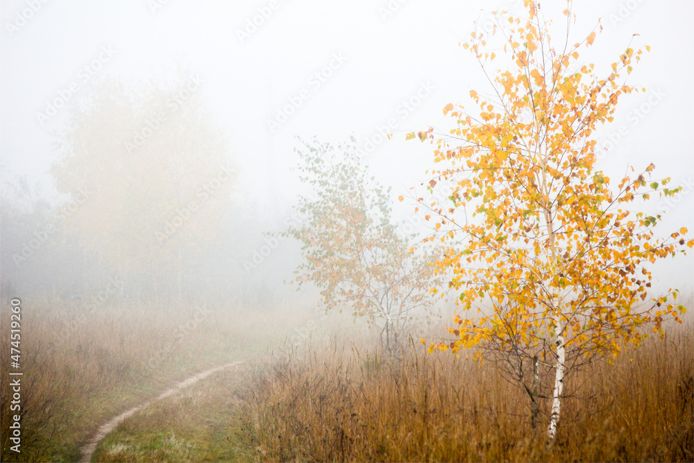 Foggy morning in the autumn forest. Morning, autumn, birches.