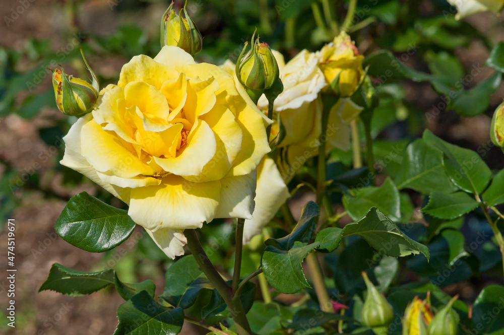 The name of this rose is The name of this rose is