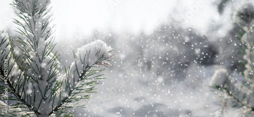 beautiful Christmas background with spruce branches and snow  winter forest