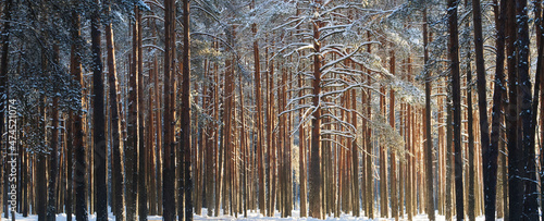 beautiful winter landscape - snowy forest on Christmas eve