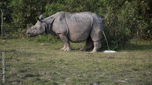 A one horn Rhino peeing at Kaziranga National Park in Assam, India photo