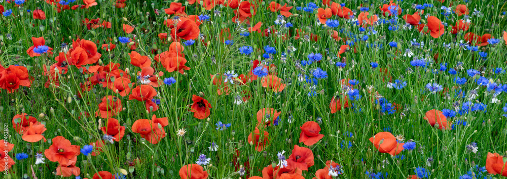 red poppies and blue cornflowers on a background of green grass