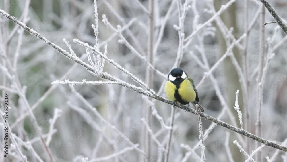 Common songbird Great tit, Parus major perched on a frosty branch on a cold morning in Estonia, Northern Europe. Common songbird Great tit, Parus major perched on a frosty branch on a cold morning in Estonia, Northern Europe.