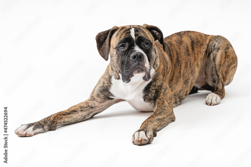 Isolated image of a germam boxer dog Isolated image of a germam boxer dog