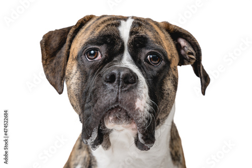 Isolated image of a germam boxer dog