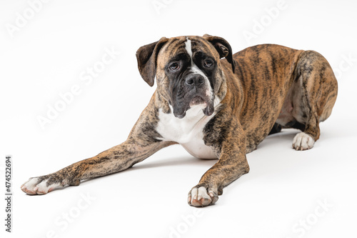 Isolated image of a germam boxer dog