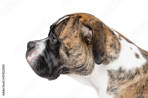 Isolated image of a germam boxer dog
