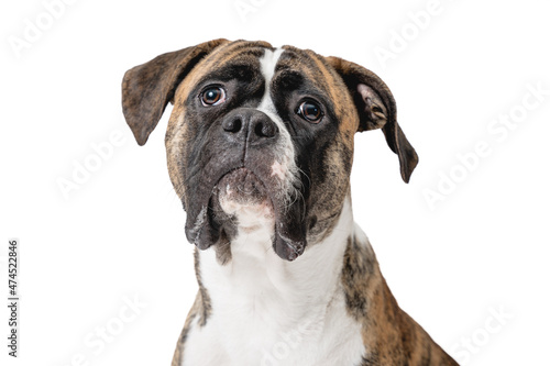 Isolated image of a germam boxer dog