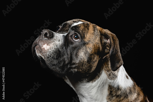 Isolated image of a germam boxer dog