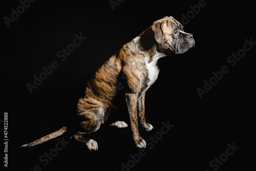 Isolated image of a germam boxer dog