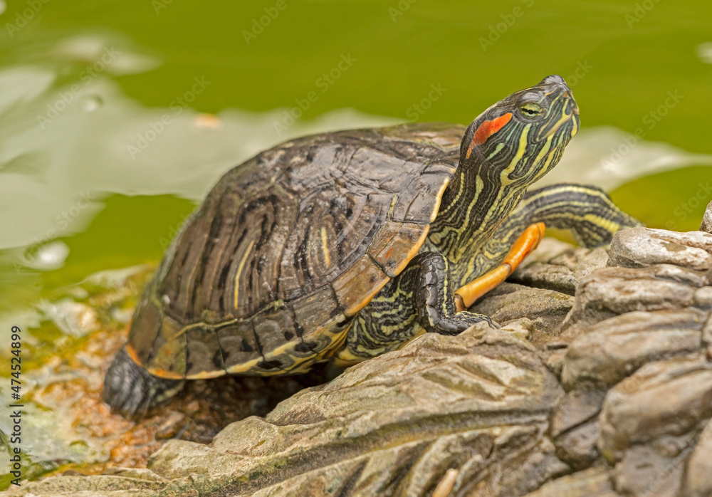 red-eared turtle basking in the sun red-eared turtle basking in the sun